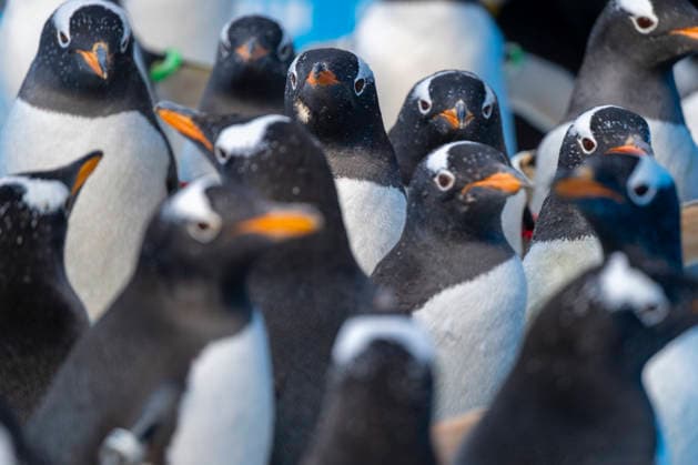 (251213) -- HARBIN, Dec. 13, 2025 -- Penguins are pictured during a penguin parade event at Harbin Polarland in Harbin, capital of northeast China s Heilongjiang Province, Dec. 13, 2025. Harbin Polarland held a penguin parade with 100 Antarctic penguins on Saturday. ) CHINA-HEILONGJIANG-HARBIN-TOURISM-PENGUINS-PARADE (CN) ZhangxTao 