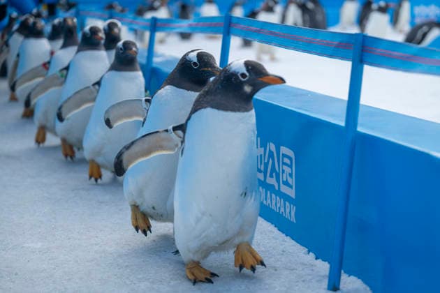 (251213) -- HARBIN, Dec. 13, 2025 -- Penguins are pictured during a penguin parade event at Harbin Polarland in Harbin, capital of northeast China s Heilongjiang Province, Dec. 13, 2025. Harbin Polarland held a penguin parade with 100 Antarctic penguins on Saturday. ) CHINA-HEILONGJIANG-HARBIN-TOURISM-PENGUINS-PARADE (CN) ZhangxTao 