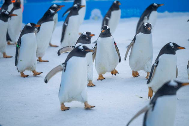 (251213) -- HARBIN, Dec. 13, 2025 -- Penguins are pictured during a penguin parade event at Harbin Polarland in Harbin, capital of northeast China s Heilongjiang Province, Dec. 13, 2025. Harbin Polarland held a penguin parade with 100 Antarctic penguins on Saturday. ) CHINA-HEILONGJIANG-HARBIN-TOURISM-PENGUINS-PARADE (CN) ZhangxTao 