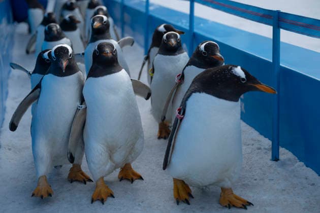 (251213) -- HARBIN, Dec. 13, 2025 -- Penguins are pictured during a penguin parade event at Harbin Polarland in Harbin, capital of northeast China s Heilongjiang Province, Dec. 13, 2025. Harbin Polarland held a penguin parade with 100 Antarctic penguins on Saturday. ) CHINA-HEILONGJIANG-HARBIN-TOURISM-PENGUINS-PARADE (CN) ZhangxTao 