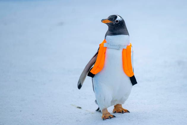 (251213) -- HARBIN, Dec. 13, 2025 -- A penguin is pictured during a penguin parade event at Harbin Polarland in Harbin, capital of northeast China s Heilongjiang Province, Dec. 13, 2025. Harbin Polarland held a penguin parade with 100 Antarctic penguins on Saturday. ) CHINA-HEILONGJIANG-HARBIN-TOURISM-PENGUINS-PARADE (CN) ZhangxTao 