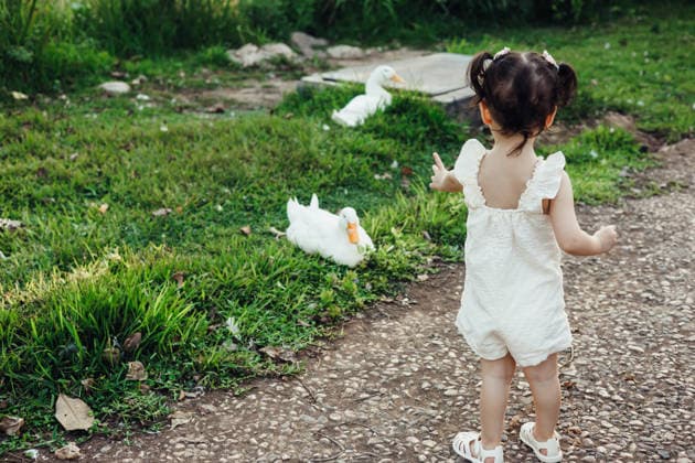 A young girl in a white dress interacts with ducks in a lush park. The sunlit scene captures her in mid step on a pebbled path, emphasizing the joy of outdoor exploration. Model Released AlinaKandybka_ID31613_1074844_005 Copyright: xAlinaxKandybkax RECORD DATE NOT STATED