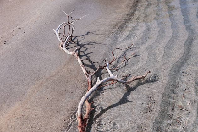 Creative Highlights World Dry branch resting on sandy shoreline with shadows A dry branch lies on the wet sandy shore, casting intricate shadows. Gentle ripples surround the branch, creating an abstract pattern with its natural curves. Model Released Selena3726_ID31498_1070782_002 Copyright: xSelena3726x RECORD DATE NOT STATED