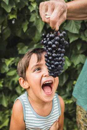 MR_ID31538_22959_PabionNicolas.jpg A cheerful young boy reaches excitedly for a bunch of fresh grapes held above him. His expression captures the joy of healthy eating and the innocence of childhood moments outdoors Model Released SylviePm_ID31538_1072435_003 Copyright: xSylviexPmx RECORD DATE NOT STATED