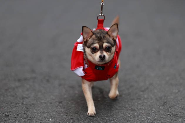 The 2025 Santa Run race in Mexico City MEXICO CITY, MEXICO - DECEMBER 14: Dogs and their owners in costumes participate in the Santa Run race, at La Mexicana Park, in Mexico City, Mexico on December 14, 2025. Hundreds of people dressed as Santa Claus, some accompanied by their dogs, gathered at La Mexicana Park for the annual 5 km and 10 km Santa Run races. Daniel Cardenas Anadolu Mexico City Mexico. Editorial use only. Please get in touch for any other usage.  Copyright: x2025xAnadoluxDanielxCardenasx