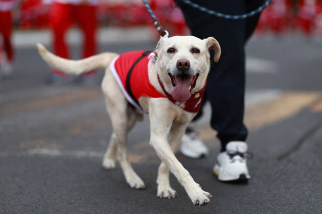 The 2025 Santa Run race in Mexico City MEXICO CITY, MEXICO - DECEMBER 14: Dogs and their owners in costumes participate in the Santa Run race, at La Mexicana Park, in Mexico City, Mexico on December 14, 2025. Hundreds of people dressed as Santa Claus, some accompanied by their dogs, gathered at La Mexicana Park for the annual 5 km and 10 km Santa Run races. Daniel Cardenas Anadolu Mexico City Mexico. Editorial use only. Please get in touch for any other usage.  Copyright: x2025xAnadoluxDanielxCardenasx