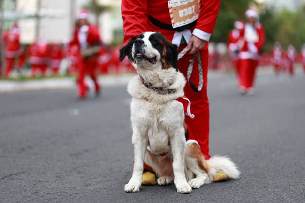 The 2025 Santa Run race in Mexico City MEXICO CITY, MEXICO - DECEMBER 14: Dogs and their owners in costumes participate in the Santa Run race, at La Mexicana Park, in Mexico City, Mexico on December 14, 2025. Hundreds of people dressed as Santa Claus, some accompanied by their dogs, gathered at La Mexicana Park for the annual 5 km and 10 km Santa Run races. Daniel Cardenas Anadolu Mexico City Mexico. Editorial use only. Please get in touch for any other usage.  Copyright: x2025xAnadoluxDanielxCardenasx