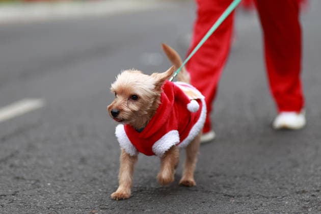 The 2025 Santa Run race in Mexico City MEXICO CITY, MEXICO - DECEMBER 14: Dogs and their owners in costumes participate in the Santa Run race, at La Mexicana Park, in Mexico City, Mexico on December 14, 2025. Hundreds of people dressed as Santa Claus, some accompanied by their dogs, gathered at La Mexicana Park for the annual 5 km and 10 km Santa Run races. Daniel Cardenas Anadolu Mexico City Mexico. Editorial use only. Please get in touch for any other usage.  Copyright: x2025xAnadoluxDanielxCardenasx