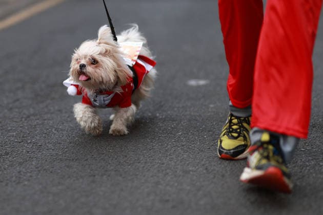 The 2025 Santa Run race in Mexico City MEXICO CITY, MEXICO - DECEMBER 14: Dogs and their owners in costumes participate in the Santa Run race, at La Mexicana Park, in Mexico City, Mexico on December 14, 2025. Hundreds of people dressed as Santa Claus, some accompanied by their dogs, gathered at La Mexicana Park for the annual 5 km and 10 km Santa Run races. Daniel Cardenas Anadolu Mexico City Mexico. Editorial use only. Please get in touch for any other usage.  Copyright: x2025xAnadoluxDanielxCardenasx