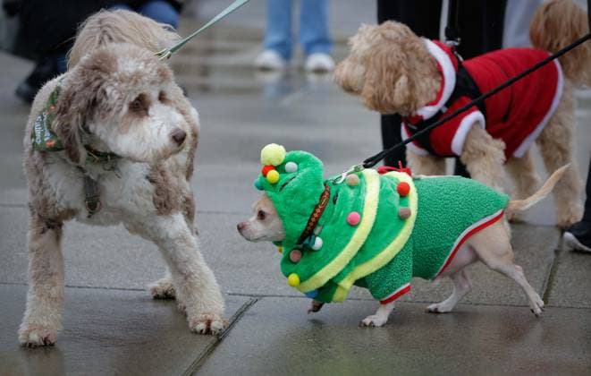 (251215) -- RICHMOND, Dec. 15, 2025 -- Dogs dressed in festive attire take part in the annual Holiday Dog Parade in Richmond, British Columbia, Canada, Dec. 14, 2025. (Photo by Xinhua) CANADA-RICHMOND-HOLIDAY DOG PARADE LiangxSen 