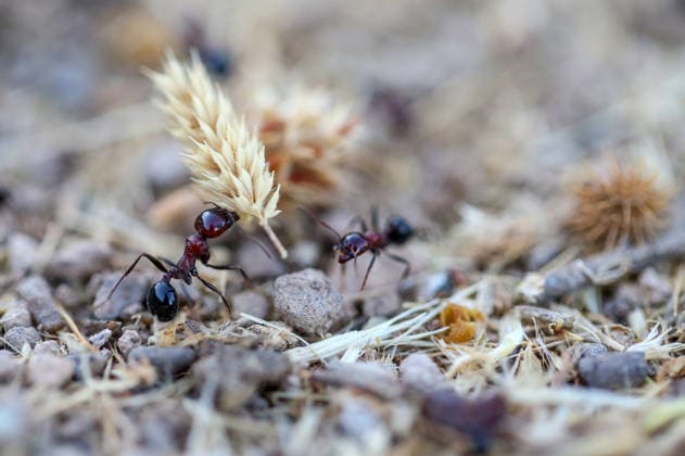 Creative Highlights World Nature comes alive in spring VAN, TURKEY - MAY 20 : A close-up of an ant carrying food during spring season in Turkey s eastern Van province on May 20, 2019. Van Turkey. Editorial use only. Please get in touch for any other usage.  Copyright: x2025xAnadoluxÖzkanxBilginx