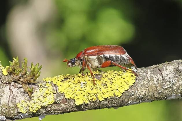 Maikäfer, Waldmaikäfer (Melolontha hippocastani), Weibchen, auf einem mit Flechten bewachsenen Zweig, Nahaufnahme, Wilnsdorf, Nordrhein-Westfalen, Deutschland May beetle, wood cockchafer (Melolontha hippocastani), female, on a branch covered with lichen, close-up, Wilnsdorf, North Rhine-Westphalia, Germany Copyright: imageBROKER BurkhardxSauskojus ibxbsa15803251.jpg