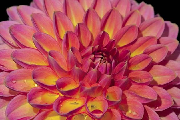 Einfachaufnahme, Nahaufnahme Dahlienblüte mit Wassertropfen, farbenfroh, Werd, Fahrweid Au, Kanton Zürich, Schweiz Single view, close-up of dahlia flowers with drops of water, colorful, Werd, Fahrweid Au, Canton of Zurich, Switzerland Copyright: imageBROKER HerbertxBrändle ibxhtb15839954.jpg