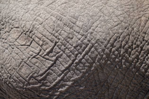 Creative Highlights World Detail, Haut, Afrikanischer Elefant (Loxodonta africana), Etosha Nationalpark, Namibia Detail, skin, African elephant (Loxodonta africana), Etosha National Park, Namibia Copyright: imageBROKER MoritzxWolf ibxmmw15818818.jpg
