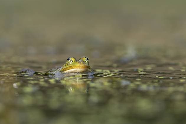 Zwischen den grünen Schwimmblättern der Teichlinse ist der Wasserfrosch (Pelophylax kl. esculentus) gut getarnt, Deutschland The water frog (Pelophylax kl. esculentus) is well camouflaged between the green floating leaves of the pond lentil, Germany Copyright: imageBROKER SchulzxHelge ibxshh15885813.jpg