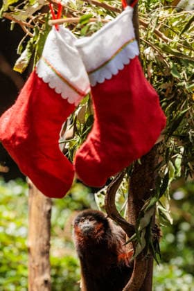 Christmas treats for the animals at ZSL London Zoo, London, UK. ZSL London Zoo, Regent™s Park, London, UK. 16th December 2025. ZSL London Zoo s Saki Monkeys check their festive stockings for treats, gifted by zookeepers, in their Rainforest habitat, as the conservation zoo celebrates its Magic of Christmas event, Credit:Photo by Amanda Rose Avalon United Kingdom, Regents Park, London, ZSL London Zoo Copyright: xPhotoxbyxAmandaxRosex xAvalonx 1059672246