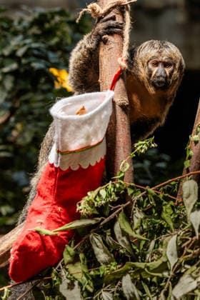 Christmas treats for the animals at ZSL London Zoo, London, UK. ZSL London Zoo, Regent™s Park, London, UK. 16th December 2025. ZSL London Zoo s Saki Monkeys check their festive stockings for treats, gifted by zookeepers, in their Rainforest habitat, as the conservation zoo celebrates its Magic of Christmas event, Credit:Photo by Amanda Rose Avalon United Kingdom, Regents Park, London, ZSL London Zoo Copyright: xPhotoxbyxAmandaxRosex xAvalonx 1059672294