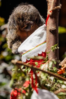 Christmas treats for the animals at ZSL London Zoo, London, UK. ZSL London Zoo, Regent™s Park, London, UK. 16th December 2025. ZSL London Zoo s Saki Monkeys check their festive stockings for treats, gifted by zookeepers, in their Rainforest habitat, as the conservation zoo celebrates its Magic of Christmas event, Credit:Photo by Amanda Rose Avalon United Kingdom, Regents Park, London, ZSL London Zoo Copyright: xPhotoxbyxAmandaxRosex xAvalonx 1059672307