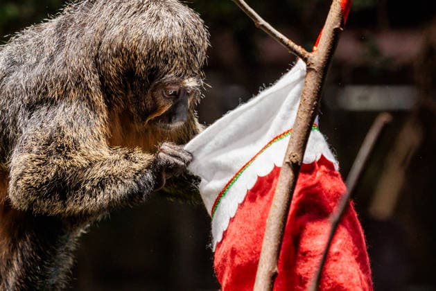 Christmas treats for the animals at ZSL London Zoo, London, UK. ZSL London Zoo, Regent™s Park, London, UK. 16th December 2025. ZSL London Zoo s Saki Monkeys check their festive stockings for treats, gifted by zookeepers, in their Rainforest habitat, as the conservation zoo celebrates its Magic of Christmas event, Credit:Photo by Amanda Rose Avalon United Kingdom, Regents Park, London, ZSL London Zoo Copyright: xPhotoxbyxAmandaxRosex xAvalonx 1059672318