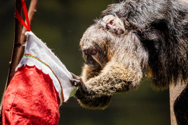 Christmas treats for the animals at ZSL London Zoo, London, UK. ZSL London Zoo, Regent™s Park, London, UK. 16th December 2025. ZSL London Zoo s Saki Monkeys check their festive stockings for treats, gifted by zookeepers, in their Rainforest habitat, as the conservation zoo celebrates its Magic of Christmas event, Credit:Photo by Amanda Rose Avalon United Kingdom, Regents Park, London, ZSL London Zoo Copyright: xPhotoxbyxAmandaxRosex xAvalonx 1059672329