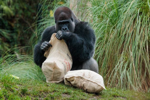 Christmas treats for the animals at ZSL London Zoo, London, UK. ZSL London Zoo, Regent™s Park, London, UK. 16th December 2025. ZSL London Zoo s Western Lowland Gorillas check their festive stockings for treats, gifted by zookeepers, in their Gorilla Kingdom habitat, as the conservation zoo celebrates its Magic of Christmas event., Credit:Photo by Amanda Rose Avalon United Kingdom, Regents Park, London, ZSL London Zoo Copyright: xPhotoxbyxAmandaxRosex xAvalonx 1059672357