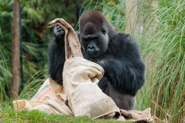 Christmas treats for the animals at ZSL London Zoo, London, UK. ZSL London Zoo, Regent™s Park, London, UK. 16th December 2025. ZSL London Zoo s Western Lowland Gorillas check their festive stockings for treats, gifted by zookeepers, in their Gorilla Kingdom habitat, as the conservation zoo celebrates its Magic of Christmas event., Credit:Photo by Amanda Rose Avalon United Kingdom, Regents Park, London, ZSL London Zoo Copyright: xPhotoxbyxAmandaxRosex xAvalonx 1059672365