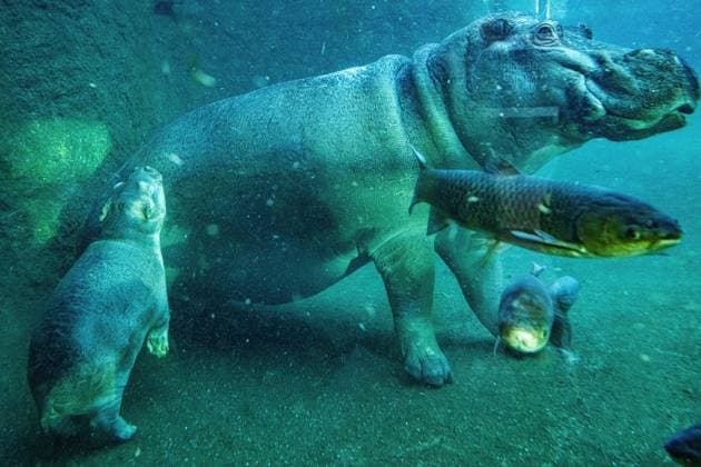 Junger Hippo-Bulle im Zoo Berlin - Willi Wackelöhrchen ** NUR FÜR REDAKTIONELLE ZWECKE ** EDITORIAL USE ONLY **<p>Junger Hippo-Bulle im Zoo Berlin - Willi Wackelöhrchen. er junge Hippo-Bulle Willi Wackelöhrchen schwimmt an der Seite seiner Mutter Nala (14) bei der feierlichen Verkündung seines Namens durch das Becken im Hippo-Bay im Zoologischen Garten. Der Berliner Zoo hatte zuvor dazu aufgerufen, Namensvorschläge für das Flusspferd-Jungtier abzugeben, fotografiert am 16. Dezember 2025 in Berlin. Berlin Berlin Berlin Copyright: MaurizioxGambarini