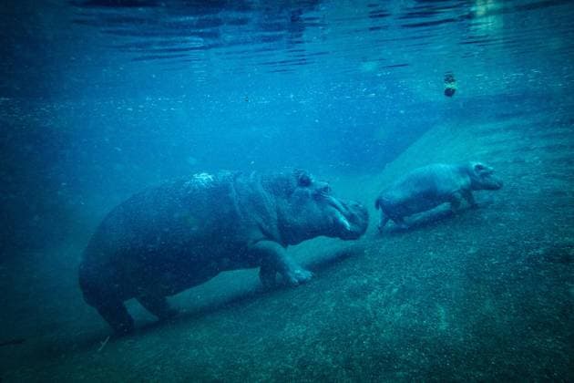 Junger Hippo-Bulle im Zoo Berlin - Willi Wackelöhrchen ** NUR FÜR REDAKTIONELLE ZWECKE ** EDITORIAL USE ONLY **<p>Junger Hippo-Bulle im Zoo Berlin - Willi Wackelöhrchen. er junge Hippo-Bulle Willi Wackelöhrchen schwimmt an der Seite seiner Mutter Nala (14) bei der feierlichen Verkündung seines Namens durch das Becken im Hippo-Bay im Zoologischen Garten. Der Berliner Zoo hatte zuvor dazu aufgerufen, Namensvorschläge für das Flusspferd-Jungtier abzugeben, fotografiert am 16. Dezember 2025 in Berlin. Berlin Berlin Berlin Copyright: MaurizioxGambarini