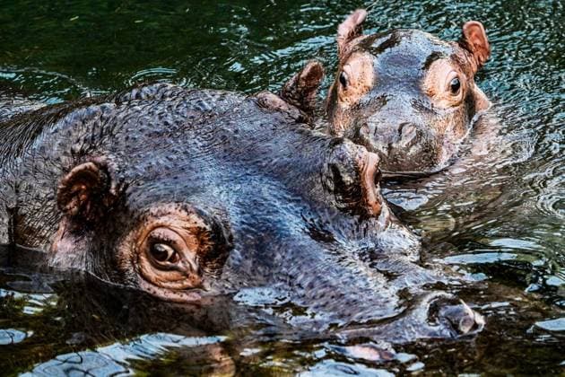 Junger Hippo-Bulle im Zoo Berlin - Willi Wackelöhrchen ** NUR FÜR REDAKTIONELLE ZWECKE ** EDITORIAL USE ONLY **<p>Junger Hippo-Bulle im Zoo Berlin - Willi Wackelöhrchen. er junge Hippo-Bulle Willi Wackelöhrchen schwimmt an der Seite seiner Mutter Nala (14) bei der feierlichen Verkündung seines Namens durch das Becken im Hippo-Bay im Zoologischen Garten. Der Berliner Zoo hatte zuvor dazu aufgerufen, Namensvorschläge für das Flusspferd-Jungtier abzugeben, fotografiert am 16. Dezember 2025 in Berlin. Berlin Berlin Berlin Copyright: MaurizioxGambarini