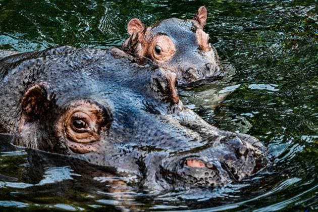 Junger Hippo-Bulle im Zoo Berlin - Willi Wackelöhrchen ** NUR FÜR REDAKTIONELLE ZWECKE ** EDITORIAL USE ONLY **<p>Junger Hippo-Bulle im Zoo Berlin - Willi Wackelöhrchen. er junge Hippo-Bulle Willi Wackelöhrchen schwimmt an der Seite seiner Mutter Nala (14) bei der feierlichen Verkündung seines Namens durch das Becken im Hippo-Bay im Zoologischen Garten. Der Berliner Zoo hatte zuvor dazu aufgerufen, Namensvorschläge für das Flusspferd-Jungtier abzugeben, fotografiert am 16. Dezember 2025 in Berlin. Berlin Berlin Berlin Copyright: MaurizioxGambarini