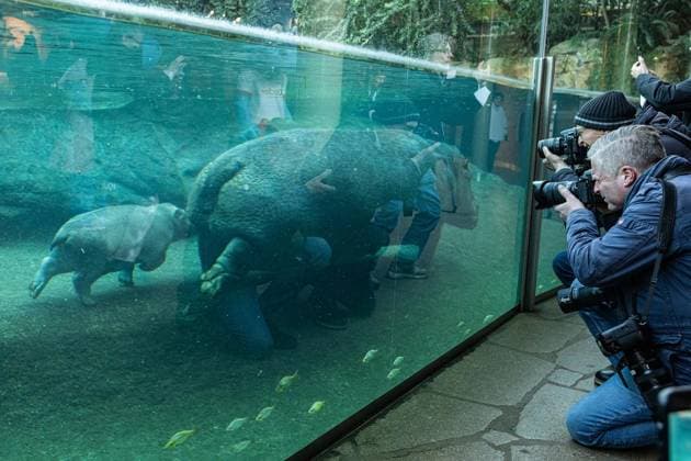 Junger Hippo-Bulle im Zoo Berlin - Willi Wackelöhrchen ** NUR FÜR REDAKTIONELLE ZWECKE ** EDITORIAL USE ONLY **<p>Junger Hippo-Bulle im Zoo Berlin - Willi Wackelöhrchen. er junge Hippo-Bulle Willi Wackelöhrchen schwimmt an der Seite seiner Mutter Nala (14) bei der feierlichen Verkündung seines Namens durch das Becken im Hippo-Bay im Zoologischen Garten. Der Berliner Zoo hatte zuvor dazu aufgerufen, Namensvorschläge für das Flusspferd-Jungtier abzugeben, fotografiert am 16. Dezember 2025 in Berlin. Berlin Berlin Berlin Copyright: MaurizioxGambarini