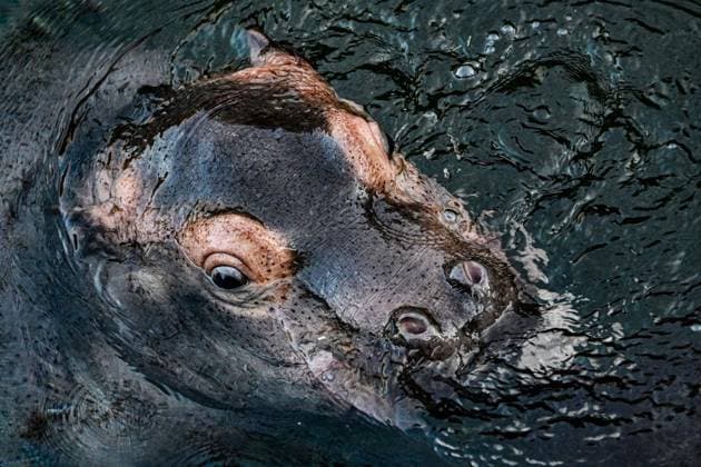 Junger Hippo-Bulle im Zoo Berlin - Willi Wackelöhrchen ** NUR FÜR REDAKTIONELLE ZWECKE ** EDITORIAL USE ONLY **<p>Junger Hippo-Bulle im Zoo Berlin - Willi Wackelöhrchen. er junge Hippo-Bulle Willi Wackelöhrchen schwimmt an der Seite seiner Mutter Nala (14) bei der feierlichen Verkündung seines Namens durch das Becken im Hippo-Bay im Zoologischen Garten. Der Berliner Zoo hatte zuvor dazu aufgerufen, Namensvorschläge für das Flusspferd-Jungtier abzugeben, fotografiert am 16. Dezember 2025 in Berlin. Berlin Berlin Berlin Copyright: MaurizioxGambarini