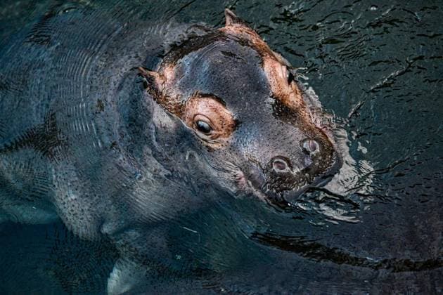 Junger Hippo-Bulle im Zoo Berlin - Willi Wackelöhrchen ** NUR FÜR REDAKTIONELLE ZWECKE ** EDITORIAL USE ONLY **<p>Junger Hippo-Bulle im Zoo Berlin - Willi Wackelöhrchen. er junge Hippo-Bulle Willi Wackelöhrchen schwimmt an der Seite seiner Mutter Nala (14) bei der feierlichen Verkündung seines Namens durch das Becken im Hippo-Bay im Zoologischen Garten. Der Berliner Zoo hatte zuvor dazu aufgerufen, Namensvorschläge für das Flusspferd-Jungtier abzugeben, fotografiert am 16. Dezember 2025 in Berlin. Berlin Berlin Berlin Copyright: MaurizioxGambarini
