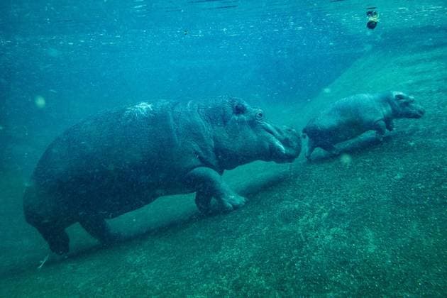 Junger Hippo-Bulle im Zoo Berlin - Willi Wackelöhrchen ** NUR FÜR REDAKTIONELLE ZWECKE ** EDITORIAL USE ONLY **<p>Junger Hippo-Bulle im Zoo Berlin - Willi Wackelöhrchen. er junge Hippo-Bulle Willi Wackelöhrchen schwimmt an der Seite seiner Mutter Nala (14) bei der feierlichen Verkündung seines Namens durch das Becken im Hippo-Bay im Zoologischen Garten. Der Berliner Zoo hatte zuvor dazu aufgerufen, Namensvorschläge für das Flusspferd-Jungtier abzugeben, fotografiert am 16. Dezember 2025 in Berlin. Berlin Berlin Berlin Copyright: MaurizioxGambarini