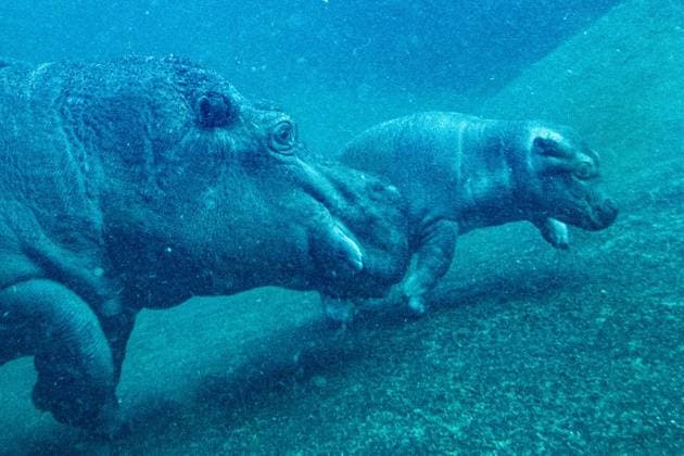 Junger Hippo-Bulle im Zoo Berlin - Willi Wackelöhrchen ** NUR FÜR REDAKTIONELLE ZWECKE ** EDITORIAL USE ONLY **<p>Junger Hippo-Bulle im Zoo Berlin - Willi Wackelöhrchen. er junge Hippo-Bulle Willi Wackelöhrchen schwimmt an der Seite seiner Mutter Nala (14) bei der feierlichen Verkündung seines Namens durch das Becken im Hippo-Bay im Zoologischen Garten. Der Berliner Zoo hatte zuvor dazu aufgerufen, Namensvorschläge für das Flusspferd-Jungtier abzugeben, fotografiert am 16. Dezember 2025 in Berlin. Berlin Berlin Berlin Copyright: MaurizioxGambarini