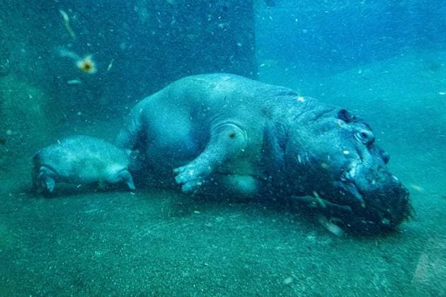 Junger Hippo-Bulle im Zoo Berlin - Willi Wackelöhrchen ** NUR FÜR REDAKTIONELLE ZWECKE ** EDITORIAL USE ONLY **<p>Junger Hippo-Bulle im Zoo Berlin - Willi Wackelöhrchen. er junge Hippo-Bulle Willi Wackelöhrchen schwimmt an der Seite seiner Mutter Nala (14) bei der feierlichen Verkündung seines Namens durch das Becken im Hippo-Bay im Zoologischen Garten. Der Berliner Zoo hatte zuvor dazu aufgerufen, Namensvorschläge für das Flusspferd-Jungtier abzugeben, fotografiert am 16. Dezember 2025 in Berlin. Berlin Berlin Berlin Copyright: MaurizioxGambarini