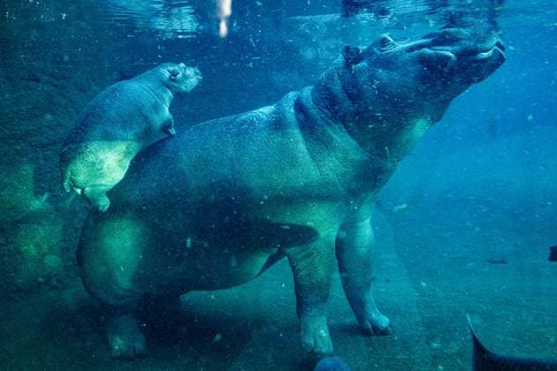 Junger Hippo-Bulle im Zoo Berlin - Willi Wackelöhrchen ** NUR FÜR REDAKTIONELLE ZWECKE ** EDITORIAL USE ONLY **<p>Junger Hippo-Bulle im Zoo Berlin - Willi Wackelöhrchen. er junge Hippo-Bulle Willi Wackelöhrchen schwimmt an der Seite seiner Mutter Nala (14) bei der feierlichen Verkündung seines Namens durch das Becken im Hippo-Bay im Zoologischen Garten. Der Berliner Zoo hatte zuvor dazu aufgerufen, Namensvorschläge für das Flusspferd-Jungtier abzugeben, fotografiert am 16. Dezember 2025 in Berlin. Berlin Berlin Berlin Copyright: MaurizioxGambarini