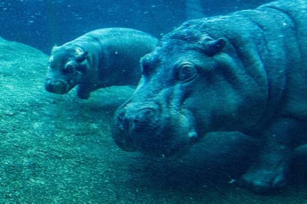 Junger Hippo-Bulle im Zoo Berlin - Willi Wackelöhrchen ** NUR FÜR REDAKTIONELLE ZWECKE ** EDITORIAL USE ONLY **<p>Junger Hippo-Bulle im Zoo Berlin - Willi Wackelöhrchen. er junge Hippo-Bulle Willi Wackelöhrchen schwimmt an der Seite seiner Mutter Nala (14) bei der feierlichen Verkündung seines Namens durch das Becken im Hippo-Bay im Zoologischen Garten. Der Berliner Zoo hatte zuvor dazu aufgerufen, Namensvorschläge für das Flusspferd-Jungtier abzugeben, fotografiert am 16. Dezember 2025 in Berlin. Berlin Berlin Berlin Copyright: MaurizioxGambarini