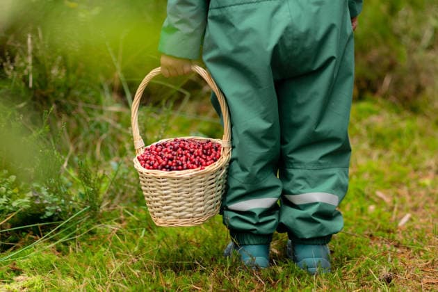 Rückenansicht eines Kleinkindes, das einen schweren Korb mit Preiselbeeren trägt, Fokus auf die Füße Back view of little boy walking in autumn forest, focus on basket and feet carrying heavy load of cranberries, harvesting vitamins for winter. (License=RF) ,model released, Symbolfoto Copyright: xZoonar.com elenaxskorobogatovax 24313595 ,model released, Symbolfoto ,property released