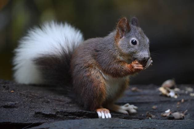 Eichhörnchen (Sciurus vulgaris), mit weissem Schwanz, Albinismuserscheinung, frisst Nuss, Brandenburg, Deutschland Squirrel (Sciurus vulgaris), with white tail, albinism symptom, eats nut, Brandenburg, Germany Copyright: imageBROKER IngoxSchulz ibxisb15859045.jpg