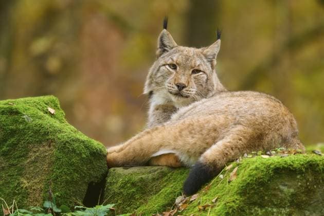 Gemütlich liegt ein Luchs auf moosigen Steinen im herbstlichen Wald und wirkt dabei friedlich und entspannt, Luchs (Lynx lynx), Deutschland A lynx lies comfortably on mossy stones in autumn forest, looking peaceful and relaxed, Lynx (Lynx lynx), Germany Copyright: imageBROKER RaimundxLinke ibxrde15858945.jpg