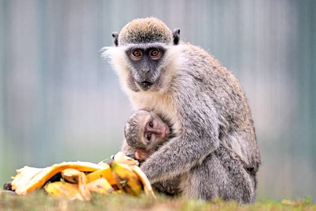 World Monkey Day celebrated with banana feast at Turkiye’s Kayseri Zoo KAYSERI, TURKIYE - DECEMBER 12: A monkey eats banana while holding its baby in its arms as 52 monkeys from four different species at the Kayseri Metropolitan Municipality Zoo were treated to a special feast of bananas, apples, quinces, pears, carrots, and specially prepared food as part of World Monkey Day on December 14th in Kayseri, Turkiye on December 12, 2025. Sercan Kucuksahin Anadolu Kayseri Turkey. Editorial use only. Please get in touch for any other usage.  Copyright: x2025xAnadoluxSercanxKucuksahinx