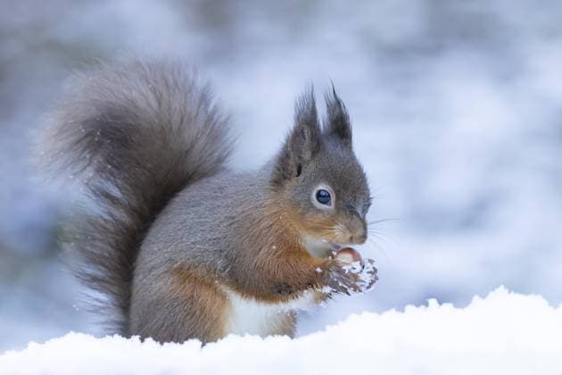 Rotes Eichhörnchen (Sciurus vulgaris), erwachsenes Tier beim Fressen einer Haselnuss im Schnee im Winter, England, Großbritannien Red squirrel (Sciurus vulgaris) adult animal feeding on a hazel nut in snow in winter, England, United Kingdom Copyright: imageBROKER KevinxSawford ibxksa15930608.jpg
