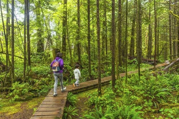 Mutter und Kind gehen auf einer Holzpromenade auf einem üppig grünen Regenwaldweg in der Nähe von Ucluelet auf Vancouver Island, Britisch Kolumbien, Kanada, spazieren und genießen die Ruhe und Schönheit der Natur Mother and child walking on a wooden boardwalk in a lush green rainforest trail near ucluelet on vancouver island, british columbia, canada, enjoying the tranquility and beauty of nature Copyright: imageBROKER UnaixHuizi ibxuhu15932037.jpg ,model released, Symbolfoto ,property released