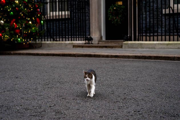 Daily Life in London Larry the cat, Chief Mouser of the Cabinet at 10 Downing Street on December 17, 2025 in London, United Kingdom. (Photo by Vernon Yuen Nexpher Images) London