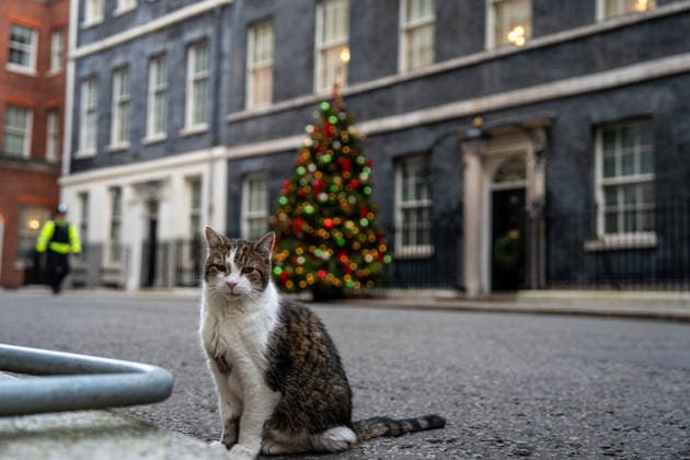 Entertainment Bilder des Tages Daily Life in London Larry the cat, Chief Mouser of the Cabinet at 10 Downing Street on December 17, 2025 in London, United Kingdom. (Photo by Vernon Yuen Nexpher Images) London