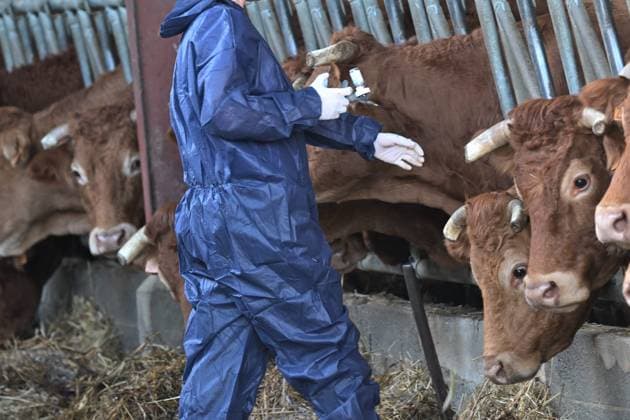 News Bilder des Tages DNC VACCINATION OF CATTLE PHOTOPQR LA DEPECHE DU MIDI SEBASTIEN LAPEYRERE AUCH 18 12 2025 DDM SEBASTIEN LAPEYRERE AUCH LE 18 12 2025 DEBUT DES VACCINATION DES BOVINS CONTRE LA DNC DERMATOSE NODULAIRE CONTAGIEUSE PAR DES VETERINAIRES DANS UN ELEVAGE DE VACCINATION DE VACHE LIMOUSINE DANS LE SUD DU GERS EN ZONE DITE DE PROTECTION 20 KMS AUTOUR DUN FOYER Auch, France, dec 18th 2025 cows vaccinated against DNC Contagious Nodular Dermatosis AUCH GERS France  Copyright: xPHOTOPQR LAxDEPECHExDUxMIDI MAXPxSEBASTIENxLAPEYREREx 20251218DDM5339 20251218DDM5339