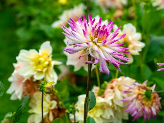 Leuchtend rosa und weiß blühende Kaktusdahlien in einem herbstlichen Park Leuchtend rosa und weiß blühende Kaktusdahlien in einem herbstlichen Park (License=RF) Copyright: xZoonar.com SerhiixZarevx 24354614
