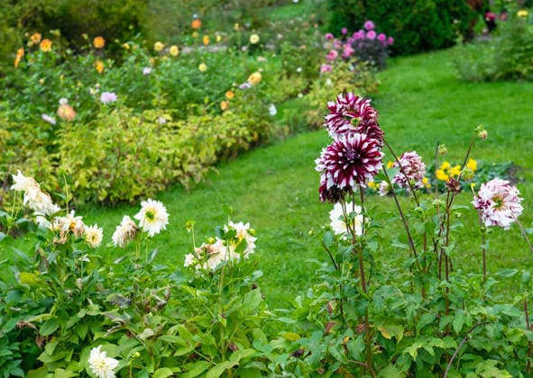 Verschiedenste Dahliensorten blühen üppig in einem farbenfrohen Spätherbstgarten Verschiedenste Dahliensorten blühen üppig in einem farbenfrohen Spätherbstgarten (License=RF) Copyright: xZoonar.com SerhiixZarevx 24354686