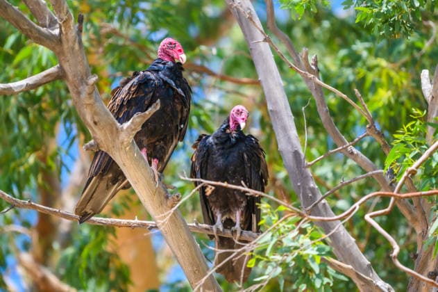 Turkey Vulture Pair, Perched on Tree in San Felipe, Baja California, Mexico Turkey Vulture pair perched in San Felipe, in the Baja California desert, 61523436.jpg RECORD DATE NOT STATED